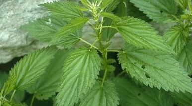 Herbal decoctions for the treatment of varicose veins.